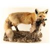 Image 1 : Full Mounted Fox