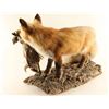 Image 2 : Full Mounted Fox