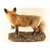 Image 3 : Full Mounted Fox
