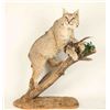 Image 1 : Full Mounted Bobcat