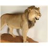 Image 1 : Full Mounted African Lion