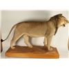 Image 2 : Full Mounted African Lion