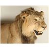 Image 3 : Full Mounted African Lion