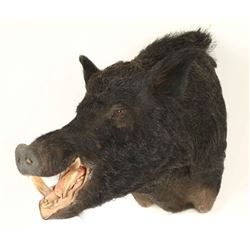 Eurasian Boar Mount