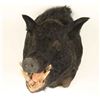 Image 2 : Eurasian Boar Mount