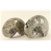 Image 1 : (2) Ammonite Fossils