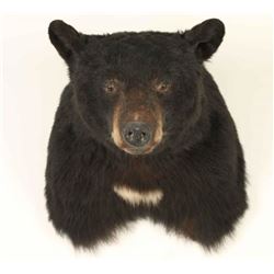 Bear Shoulder Mount