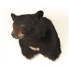 Image 2 : Bear Shoulder Mount