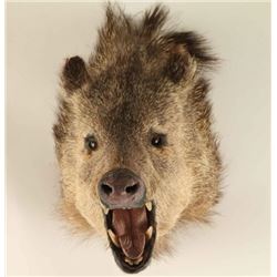 Javelina Head Mount