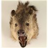 Image 1 : Javelina Head Mount