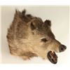 Image 2 : Javelina Head Mount