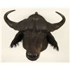 Image 1 : Cape Buffalo Shoulder Mount