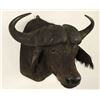 Image 2 : Cape Buffalo Shoulder Mount