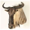 Image 2 : Wildebeest Shoulder Mount