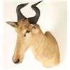 Image 2 : Hartebeest Shoulder Mount
