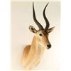Image 2 : Impala Shoulder Mount