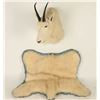 Mountain Goat Head & Pelt