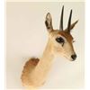 Image 1 : Dik-Dik Head mount