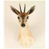 Image 2 : Dik-Dik Head Mount