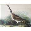 Image 1 : c1946 Audubon Print, #237 Hudsonian Curlew