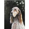 Image 1 : Original Oil on Canvas Hunting Dog Series. signed, Y.O.G. Bianco - Master Artist. Unique, Extraordin