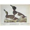 Image 1 : c1946 Audubon Print, #294 Ring-Necked Duck