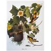 Image 1 : c1950 Audubon Print, Baltimore Oriole