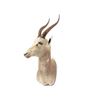 Image 2 : Springbok Shoulder Trophy Mount.
