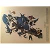 Image 2 : c1946 Audubon Print, #102 Blue Jay