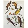 Image 1 : c1946 Audubon Print, #359 Three Tyrant Flycatchers