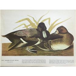c1946 Audubon Print, #229 Lesser Scaup Duck