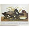 Image 1 : c1946 Audubon Print, #229 Lesser Scaup Duck