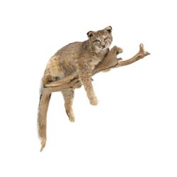 Lynx Full Body Trophy Wall Mount On Tree Limb. Length 30"