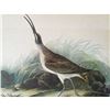 Image 1 : c1946 Audubon Print, #237 Hudsonian Curlew