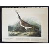 Image 2 : c1946 Audubon Print, #237 Hudsonian Curlew