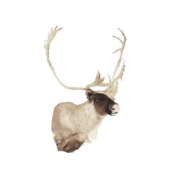 Caribou Shoulder Trophy Mount