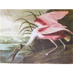 c1946 Audubon Print, #321 Roseate Spoonbill