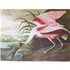 Image 1 : c1946 Audubon Print, #321 Roseate Spoonbill