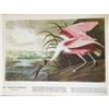Image 2 : c1946 Audubon Print, #321 Roseate Spoonbill