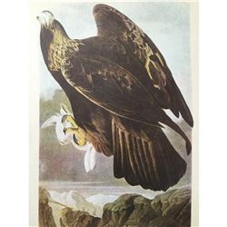 c1946 Audubon Print, #181 Golden Eagle