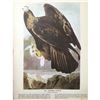 Image 2 : c1946 Audubon Print, #181 Golden Eagle
