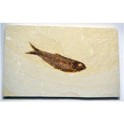 Knightia eocanea- Eocene Epoch-50myo