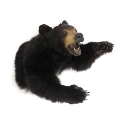 Black Bear Torso Trophy Wall Mount. Length 33"