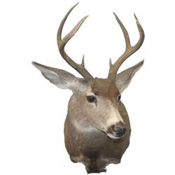 Seven Point Buck, Mule Deer Shoulder Mount