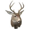 Image 1 : Seven Point Buck, Mule Deer Shoulder Mount