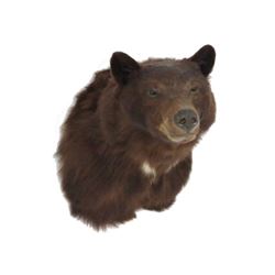 Brown Bear Shoulder Trophy Mount