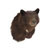 Image 1 : Brown Bear Shoulder Trophy Mount