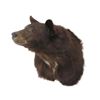 Image 2 : Brown Bear Shoulder Trophy Mount