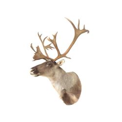 Caribou Shoulder Trophy Mount. Height 48"; Width 36"