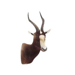 Blesbok Shoulder Trophy Mount. Height 34"